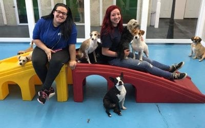 Hounds Town Farmingdale Dog Care Franchise