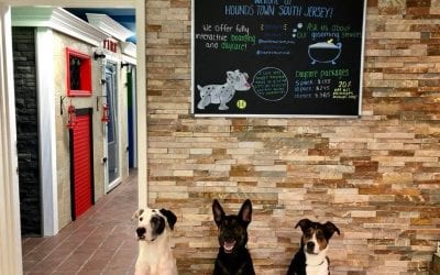 South Jersey Dog Daycare Franchise Opens First NJ Location