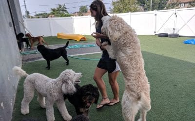 Doggy Daycare Hounds Town Island Park Celebrates 1 Year Anniversary