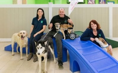 Pet Care Franchise Hounds Town Profiled in Long Island Business News