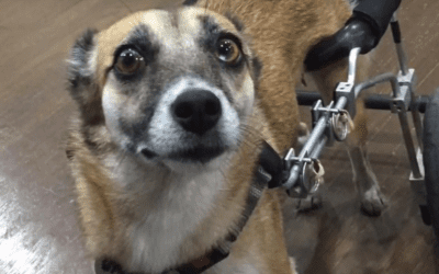 Doggie Day Care Franchise Rescues Disabled Dog