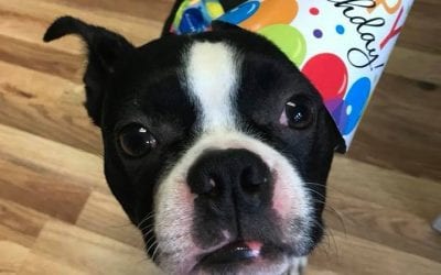 South Jersey Pet Care Franchise Celebrates Anniversary!