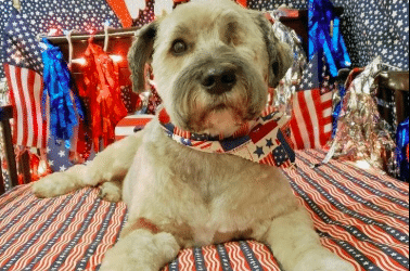 Our Doggie Daycare Franchise Helps Pups Cope With the Fourth!