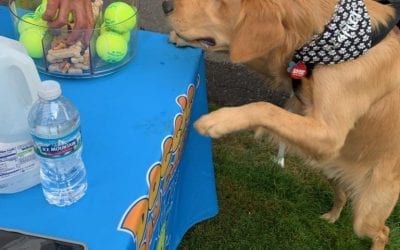 Hounds Town Dog Day Care Joins Michigan’s Mutt March