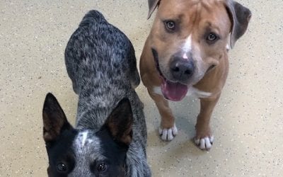 Dog Daycare Franchise Fosters Shelter Dogs