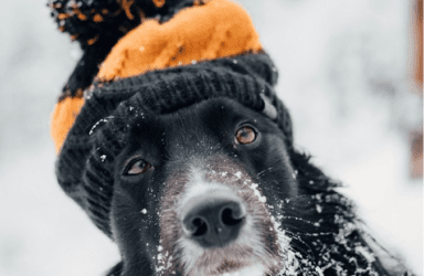 Winter Safety Tips from Dog Daycare Franchise Experts