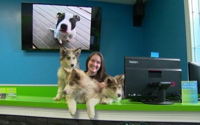 Hounds Town Pittsburgh On Pittsburgh Pet Connection