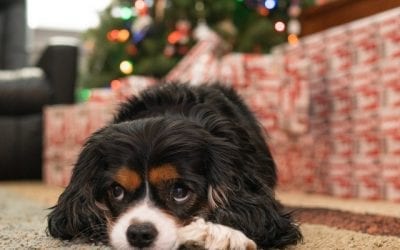 Holiday Safety Tips from Hounds Town USA