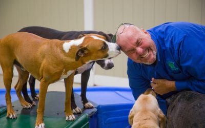 Our Dog Daycare Franchise is SOLD OUT in Bergen County!