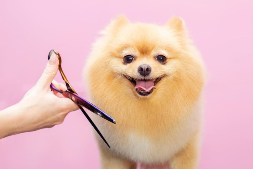 how-to-start-a-dog-grooming-business-hounds-town-franchise