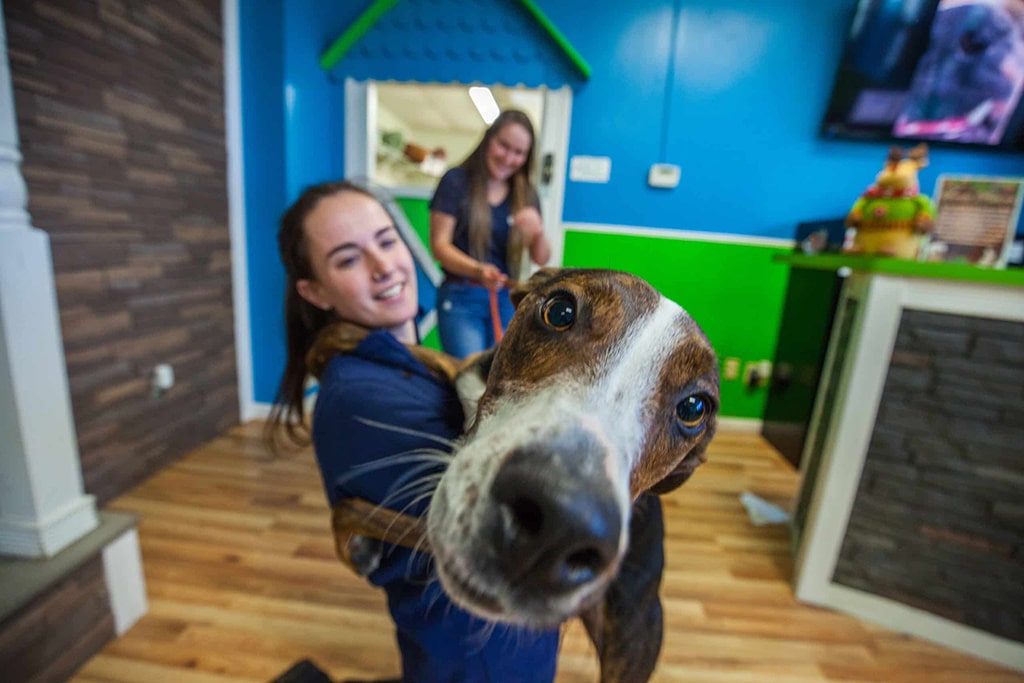Affordable Dog Daycare Franchise - Hounds Town USA - 3