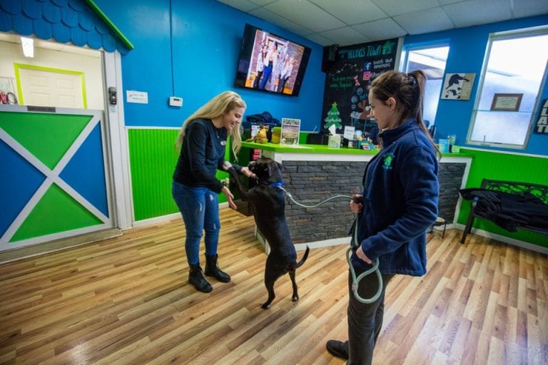 Choosing The Best Dog Daycare