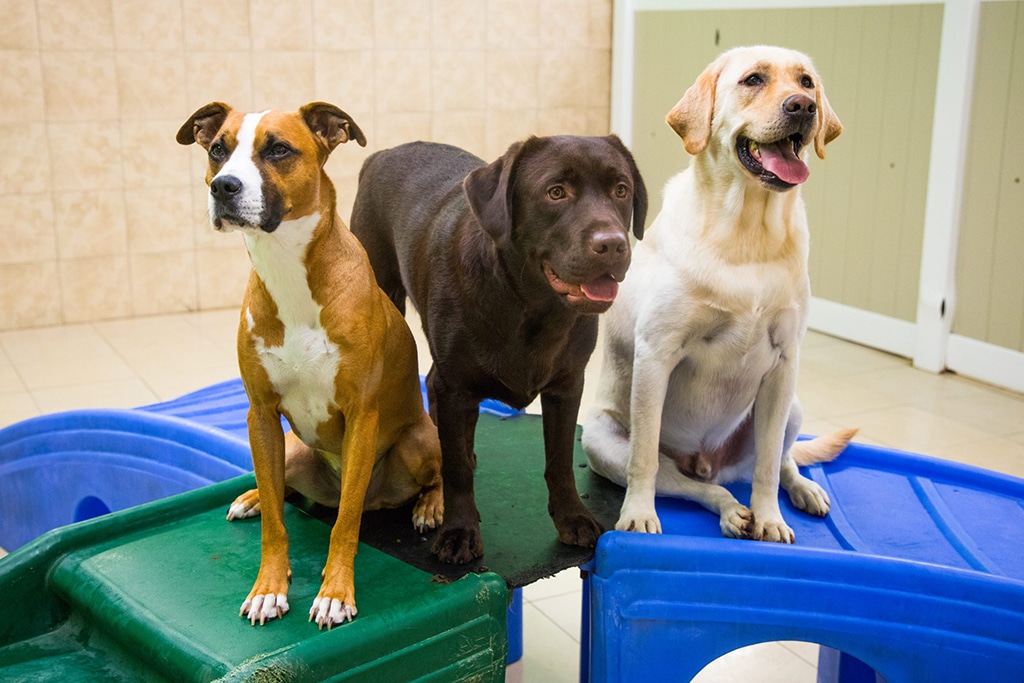 Own A Hounds Town Doggy Daycare Franchise - 4