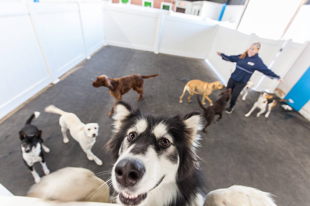 Sustainability In The Pet Care Industry - 2